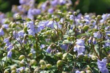 Kruipende Jacobsladder Polemonium reptans 'Blue Pearl' 5-10 Pot P9