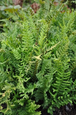 Eikvaren Polypodium vulgare 5-10 Pot P9 Polypodium vulgare