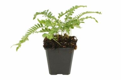 Eikvaren Polypodium vulgare 5-10 Pot P9 Polypodium vulgare