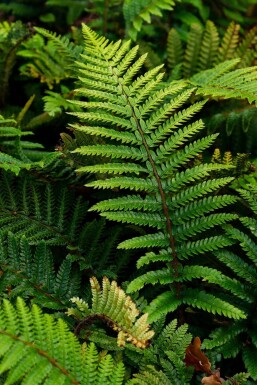 Naaldvaren Polystichum polyblepharum 5-10 Pot P9 Polystichum polyblepharum