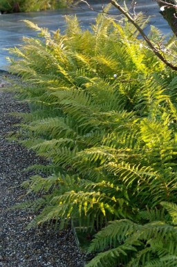 Naaldvaren Polystichum setiferum 5-10 Pot P9 Polystichum setiferum