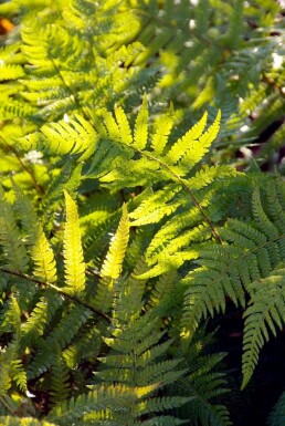 Naaldvaren Polystichum setiferum 5-10 Pot P9 Polystichum setiferum