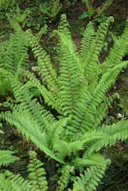 Naaldvaren Polystichum setiferum 'Herrenhaus' 5-10 Pot P9 Polystichum setiferum 'Herrenhaus'