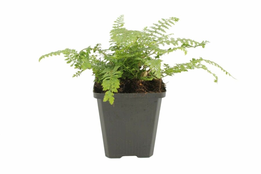 Naaldvaren Polystichum setiferum 'Herrenhaus' 5-10 Pot P9 Polystichum setiferum 'Herrenhaus'