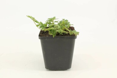Ganzerik Potentilla aurea 5-10 Pot P9 Potentilla aurea