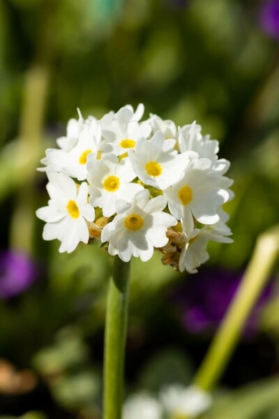 Sleutelbloem Primula denticulata 'Alba' 5-10 Pot P9 Primula denticulata 'Alba'