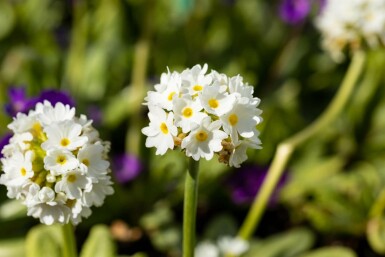 Sleutelbloem Primula denticulata 'Alba' 5-10 Pot P9