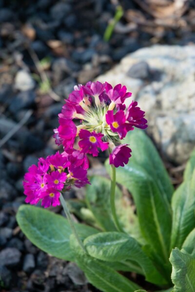 Sleutelbloem Primula denticulata 'Rubin' 5-10 Pot P9 Primula denticulata 'Rubin'