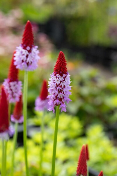 Sleutelbloem Primula vialii 10-15 Pot C2 Primula vialii