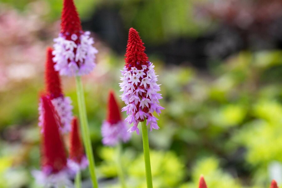 Sleutelbloem Primula vialii 5-10 Pot P9 Primula vialii