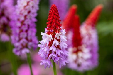 Sleutelbloem Primula vialii 5-10 Pot P9 Primula vialii