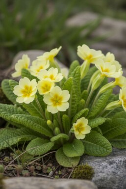 Stengelloze sleutelbloem Primula vulgaris 5-10 Pot P9 Primula vulgaris