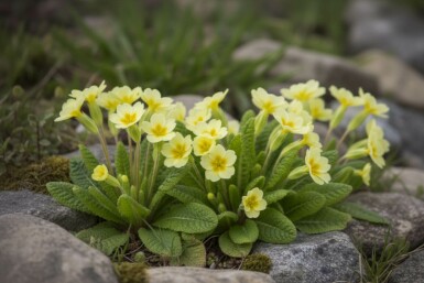 Stengelloze sleutelbloem Primula vulgaris 5-10 Pot P9 Primula vulgaris
