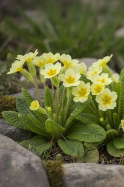 Stengelloze sleutelbloem Primula vulgaris 5-10 Pot P9 Primula vulgaris