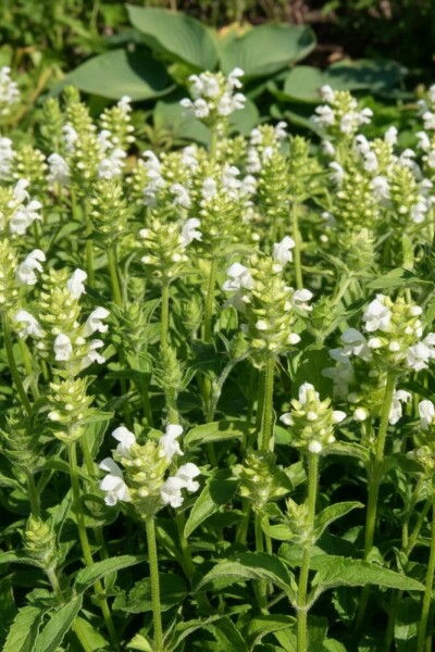 Brunel Prunella grandiflora 'Alba' 5-10 Pot P9 Prunella grandiflora 'Alba'