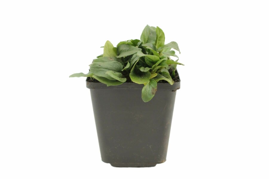 Brunel Prunella grandiflora 'Alba' 5-10 Pot P9 Prunella grandiflora 'Alba'