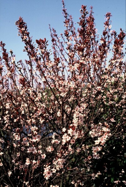 Prunus × cistena C3 40-50