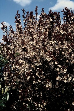 Prunus × cistena C3 40-50