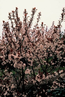 Prunus × cistena C3 40-50