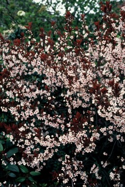 Prunus × cistena C3 40-50