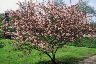 Prunus × cistena C3 40-50