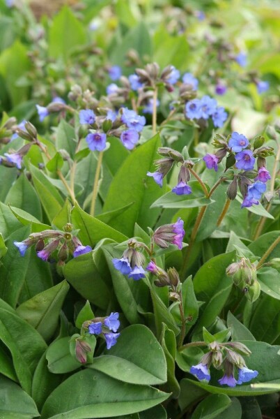 Longkruid Pulmonaria angustifolia 'Blue Ensign' 5-10 Pot P9 Pulmonaria angustifolia 'Blue Ensign'