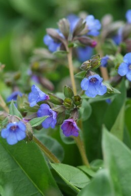Longkruid Pulmonaria angustifolia 'Blue Ensign' 5-10 Pot P9 Pulmonaria angustifolia 'Blue Ensign'
