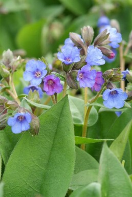Longkruid Pulmonaria angustifolia 'Blue Ensign' 5-10 Pot P9 Pulmonaria angustifolia 'Blue Ensign'