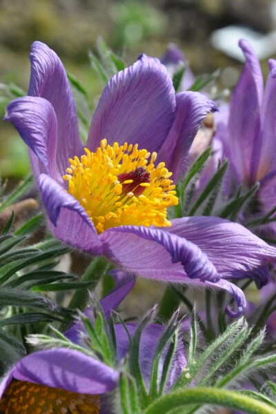 Wildemanskruid Pulsatilla vulgaris 5-10 Pot P9 Pulsatilla vulgaris