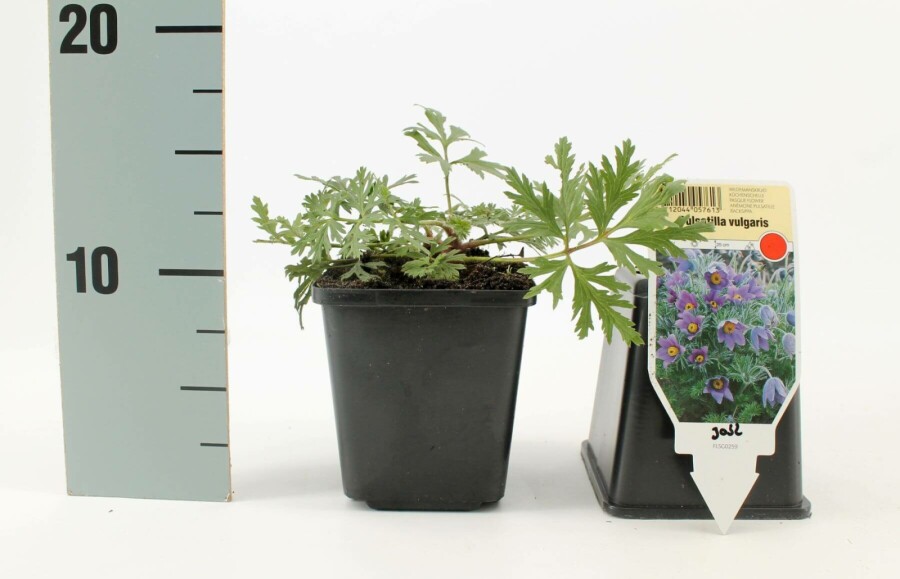 Wildemanskruid Pulsatilla vulgaris 5-10 Pot P9 Pulsatilla vulgaris