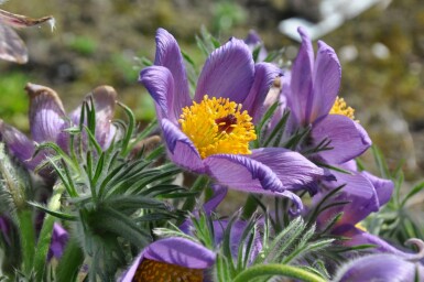 Wildemanskruid Pulsatilla vulgaris 5-10 Pot P9 Pulsatilla vulgaris