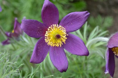 Wildemanskruid Pulsatilla vulgaris 5-10 Pot P9 Pulsatilla vulgaris