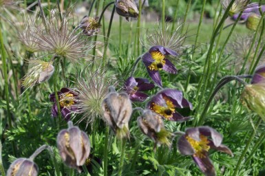 Wildemanskruid Pulsatilla vulgaris 5-10 Pot P9 Pulsatilla vulgaris