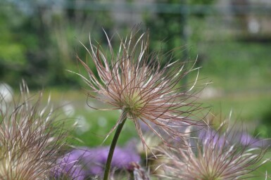 Wildemanskruid Pulsatilla vulgaris 5-10 Pot P9