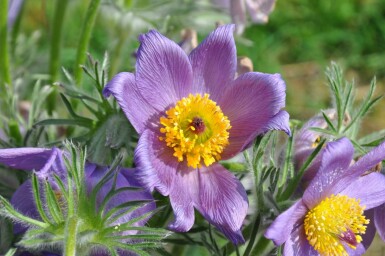 Wildemanskruid Pulsatilla vulgaris 5-10 Pot P9 Pulsatilla vulgaris
