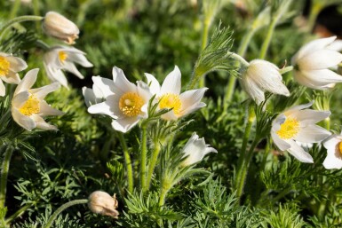 Wildemanskruid Pulsatilla vulgaris 'Alba' 5-10 Pot P9 Pulsatilla vulgaris 'Alba'