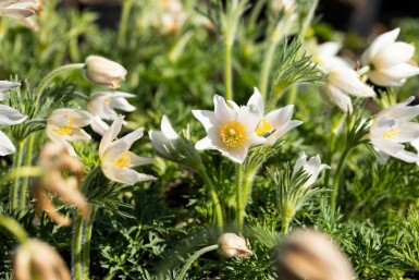 Wildemanskruid Pulsatilla vulgaris 'Alba' 5-10 Pot P9 Pulsatilla vulgaris 'Alba'
