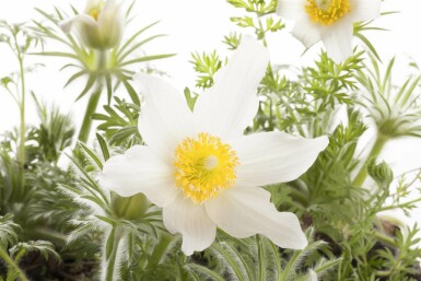 Wildemanskruid Pulsatilla vulgaris 'Alba' 5-10 Pot P9 Pulsatilla vulgaris 'Alba'