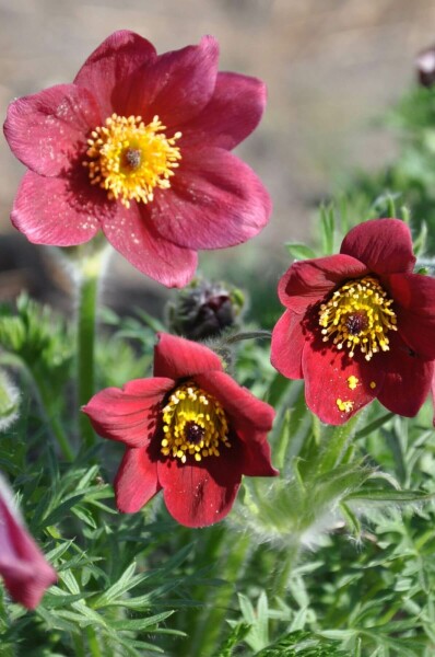 Wildemanskruid Pulsatilla vulgaris 'Rubra' 5-10 Pot P9 Pulsatilla vulgaris 'Rubra'