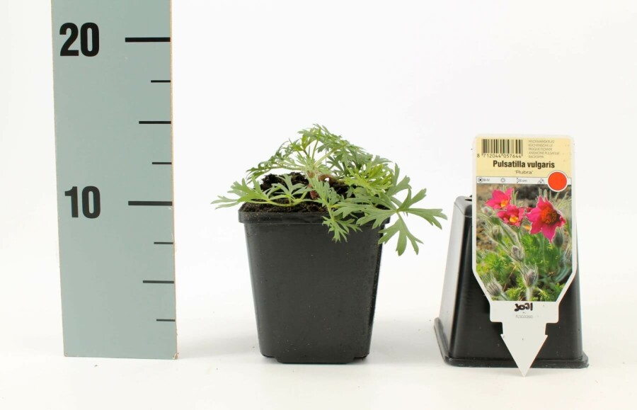 Wildemanskruid Pulsatilla vulgaris 'Rubra' 5-10 Pot P9 Pulsatilla vulgaris 'Rubra'