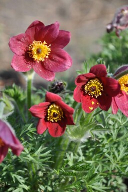 Wildemanskruid Pulsatilla vulgaris 'Rubra' 5-10 Pot P9 Pulsatilla vulgaris 'Rubra'