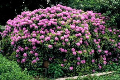 Rhododendron 'Catawbiense grandiflorum' C12 60-80