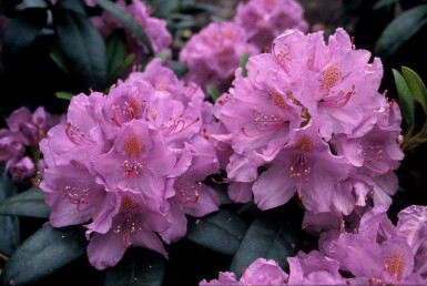 Rhododendron 'Catawbiense grandiflorum' C12 60-80