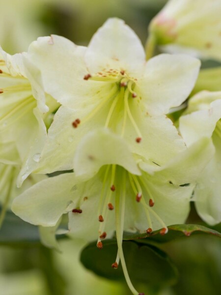 Rhododendron 'Shamrock' C2 15-20