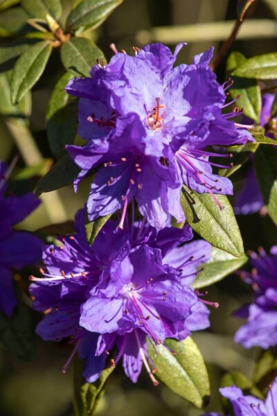 Rhododendron impeditum C2 20-25