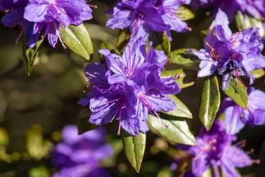 Rhododendron impeditum C2 20-25