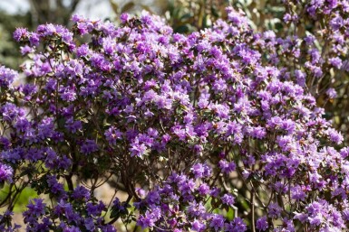Rhododendron impeditum C2 20-25