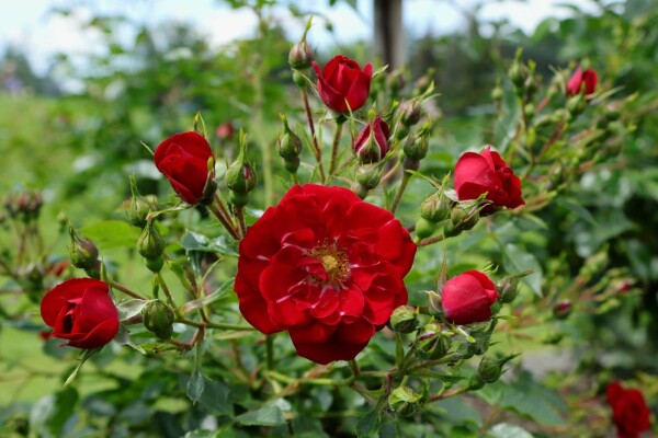 Rosa 'Red Fairy' C2 15-20
