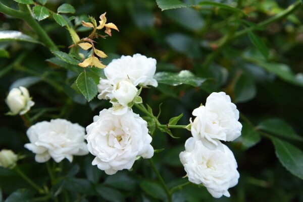 Rosa 'White Fairy' C2 10-15