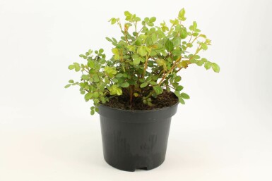 Rosa 'Yellow Fairy' C2 10-15